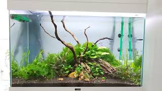 CIANO EMOTIONS PRO 80 Planted aquarium [upl. by Atinoj842]