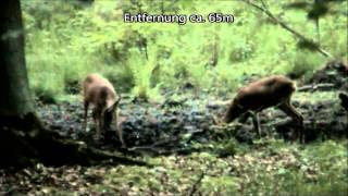 Bockjagd Roe Deer Hunting Knopfbockerlegung an einer Suhle [upl. by Quenna]