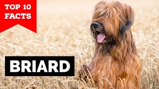 Briard  Top 10 Facts [upl. by Geno]