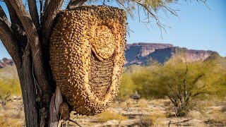 Top Amazing Nests Built By Bird Archite [upl. by Ninon216]