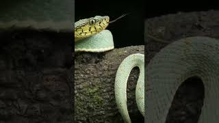 Bothrops bilineatus also known as jararacaverde [upl. by Born]