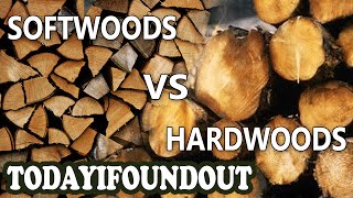 The Difference Between Hardwoods and Softwoods I Swear More Interesting Than It Sounds [upl. by Merrielle]