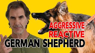 How to Fix a Leash Aggressive Reactive German Shepherd [upl. by Ethelstan]