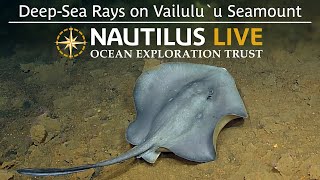 DeepSea Rays on Vailulu’u Seamount  Nautilus Live [upl. by Vassili]