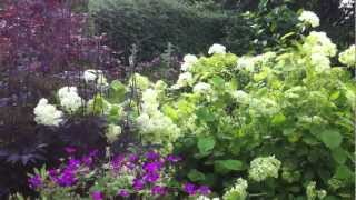 Geranium Patricia Actea and a Hydrangea [upl. by Gaudette]