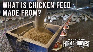 What is Chicken Feed Made From  MD FampH [upl. by Eleda303]