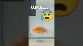 How is hard fish in aquarium aquriumfans aqaurium [upl. by Ydieh]