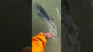 Striped bass getting a amazing release in water catchandrelease stripedbass fish love shorts [upl. by Carlie]