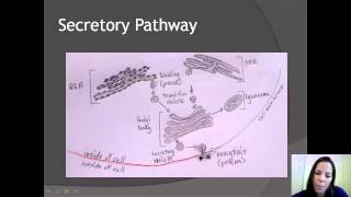 Unit A  Secretory Pathway amp Intracellular Digestion [upl. by Arod]