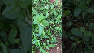 Ageratum conyzoides [upl. by Sadler]