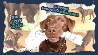 Hundetraining  Die 6 Top Ideen zur cleveren IndoorAuslastung [upl. by Faunie]