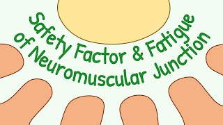 Safety Factor amp Fatigue of the Neuromuscular Junction  Muscle Phsysiology [upl. by Atnad]