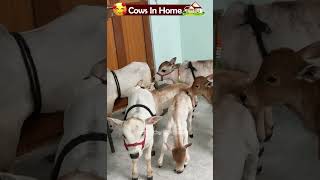 Nadipathy cow below 2 feet height cute life village farm trending youtube tiktok yt reel [upl. by Moreland]