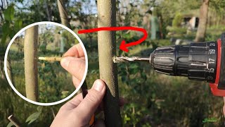 Grafting trees with a drill  تطعيم الأشجار بالحفر [upl. by Harv]