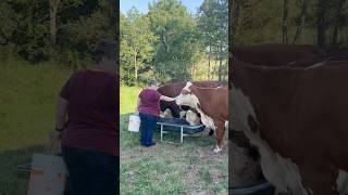 Feeding huge pet cows farming cow hereford bull farmlife [upl. by Ishii]