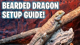 How To Setup a Bearded Dragon Tank [upl. by Luoar]