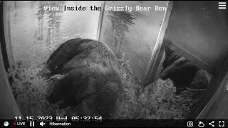 Ozolio LIVE Grizzly Bears Hibernation at Grouse Mountain [upl. by Jun]