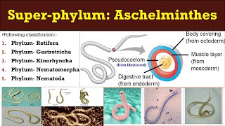 Aschelminthes  Super phylum  Aschelminthes  General characters and classification Aschelminthes [upl. by Nosnaj]