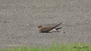 燕鴴Oriental Pratincole [upl. by Whitson386]