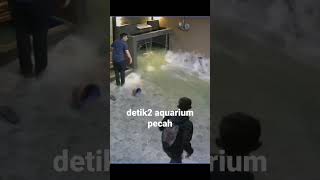 detik detik aquarium pecah [upl. by Grenville]