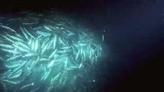 Overfishing  excerpt from Planet Ocean the movie [upl. by Hyozo]