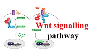 Wnt signaling pathway [upl. by Jamnis]