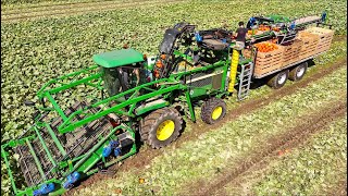 Fully Mechanical PUMPKIN 🎃 HARVEST for Fresh Market  De Terp Squashpackers [upl. by Masao]