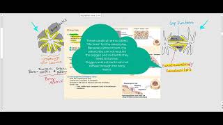 Lecture Video 2 Bone Tissue [upl. by Haeluj487]