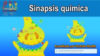 Como se comunican las neuronas Sinapsis química para niñs [upl. by Corder]