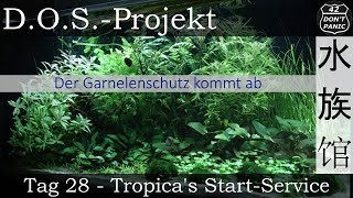 Tag 28  Tropicas StartService Der Garnelenschutz kommt ab  DOSProjekt [upl. by Roseanne]