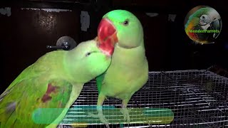 Ringneck Talking Parrot Mitthu Mitthu Parrot [upl. by Sualkin]