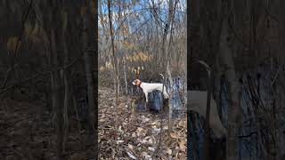 Swimming for woodcock englishpointer woodcockhunting birddog [upl. by Cooperman427]