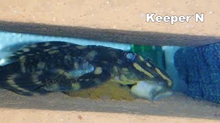 Pleco breeding L168 Butterfly pleco [upl. by Laet]