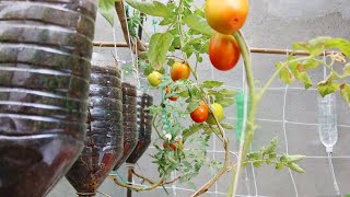 Easy Way To Grow Tomato Plant in Plastic Hanging Bottles  Growing Tomatoes from Seed [upl. by Fiden500]