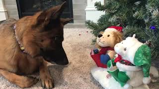 Dog Gets Confused by Beep Sound Coming from Christmas Toy  1063369 [upl. by Struve594]