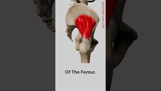 quotThe Gluteus Minimus Key to Hip Internal Rotationquot [upl. by Otto]