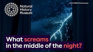 What screams in the night The spinechilling night noises made by animals  Surprising Science [upl. by Caneghem]