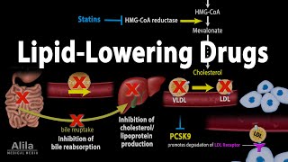 Pharmacology Lipid Lowering Drugs Animation [upl. by Terri]