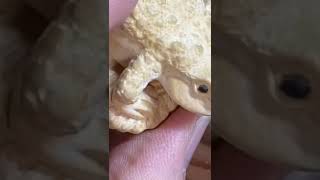 【wood carving video】netsuke [upl. by Acinomad]