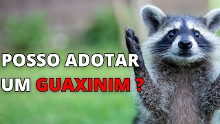 5 FATOS SOBRE O GUAXINIM QUE VOCÊ NÃO SABIA [upl. by Toh]