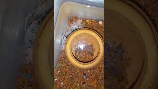 Crayfish dead  fish trending breeding crayfish tank shortsytshorts mollyfish [upl. by Laurent107]