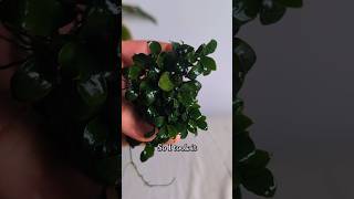 🌱My Anubias Is Out Of Control🌿 [upl. by Nnaeoj]