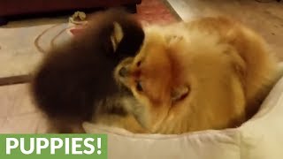 Pomeranian and puppy have epic battle for bed dominance [upl. by Asseneg]