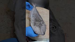 Leatherjacket Fish Cutting Skills seafoodfood fishing fishcutting [upl. by Cila]