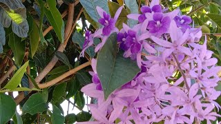 Petrea volubilis [upl. by Hitchcock690]