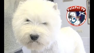 PELUQUERÍA CANINA WESTY  HAND STRIPPING  WEST HIGHLAND WHITE TERRIER REALIZADO POR MERCHE MUÑOZ [upl. by Mirabelle]