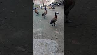 minha criação de patos e marrecos [upl. by Bevan]