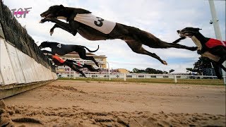 Greyhounds  Hurdle Racing [upl. by Helge]