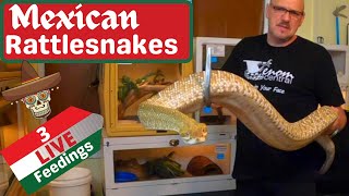 Why Baby Rattlesnakes Are More Dangerous [upl. by Samira]