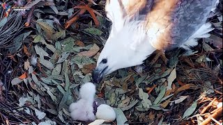 Whitebellied Eagle Nestlings and First Meals  Eagle bird [upl. by Agler]